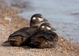 Harlequin Duck