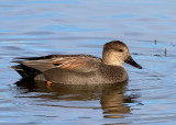 Gadwall