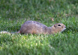 Richardsons Ground Squirrel