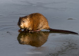 Muskrat