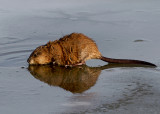 Muskrat