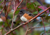 Spotted Towhee