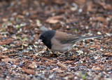 Dark-eyed Junco