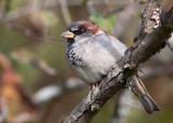 House Sparrow