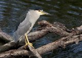 Black-crowned Night-Heron