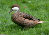 White-cheeked Pintail