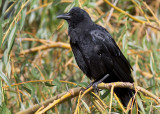 American Crow (Northwestern subspecies)