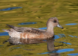 American Wigeon