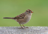 White-crowned Sparrow