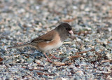 Dark-eyed Junco