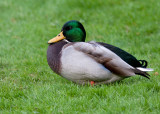 Mallard