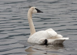 Trumpeter Swan