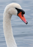 Mute Swan