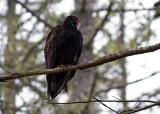 Turkey Vulture