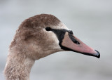 Mute Swan