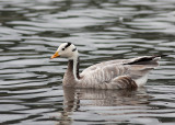 Bar-headed Goose