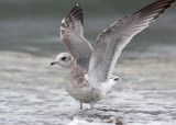 Short-billed Gull