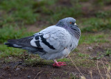 Rock Pigeon