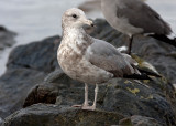 California Gull