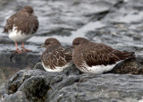 Black Turnstone