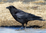 American Crow