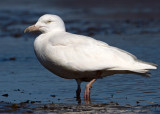 Glaucous Gull