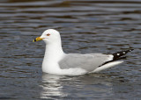 Ring-billed Gull