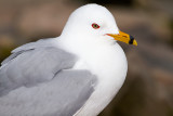 Ring-billed Gull