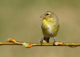 American Goldfinch