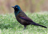 Common Grackle