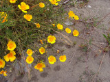 Eschscholtzia californica, California poppy 02