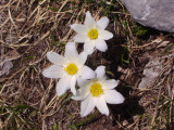 Pulsatilla vernalis, Spring pasque flower
