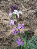 Cheiranthus scoparius, Chameleon wallflower