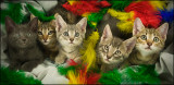 Kitties - Born July, 2008