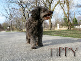 January 7, 2009: R.I.P. Tippy