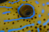 Scrawled Filefish Eye