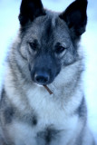 a wood pile scrap hangs from her mouth.