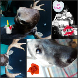  Happy Valentines Day! A day for antlers and noses?