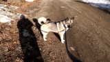 Feb. 15: Pesky Paisley goes for a walk after...