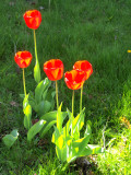 May Day finds us in Boothbay Harbor where there are lovely tulips!