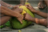 Jackfruit-Kandal Province