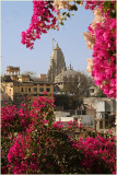 Rooftops view with Bougainvilliers-Udaipur