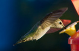 female Annas Hummingbird (Calypte anna)