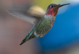 male Annas Hummingbird (Calypte anna)