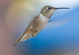 female Rufous Hummingbird (Selasphorus rufus)?