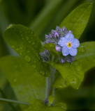 wild forget-me-not (Audibon Ranch, Bolinas CA)