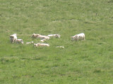 Charolais Cows