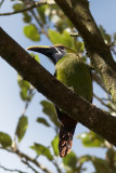 Emerald Toucanet