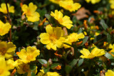 Portulaca Pizazz Vivid Yellow_2.JPG