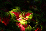 Coleus Kong Salmon Pink_3.JPG